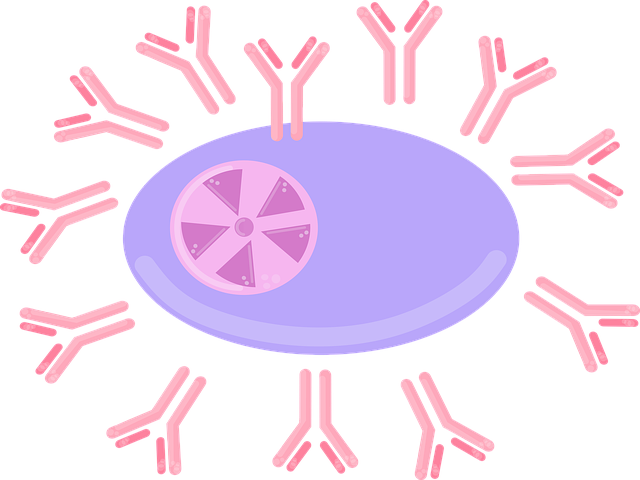 plasma cell, b cell, antibody, immunity, cells, cartoon, clip art, cutout, antibody, antibody, antibody, antibody, antibody