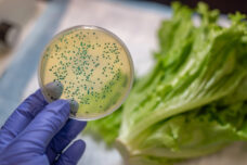Escherichia coli Test