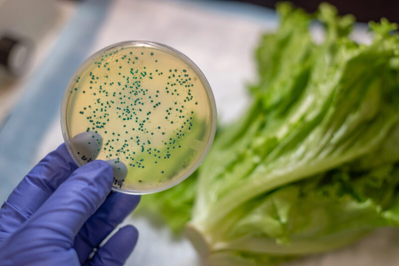Escherichia coli Test