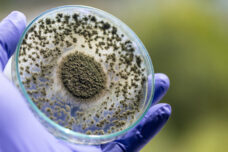 Mold allergy test - IgE 15 Moulds