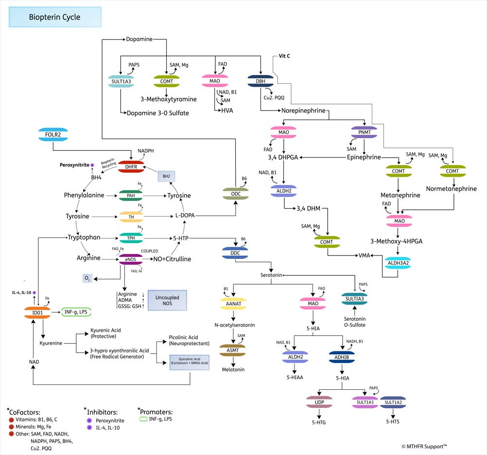 Genetic pathway biopterin processing